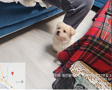 보호중 믹스견의 가…